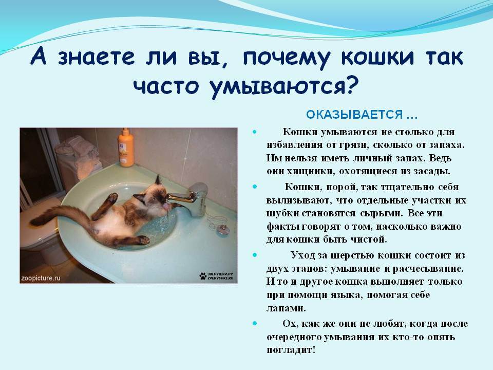 Почему кошки часто умываются
