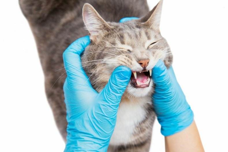 Как почистить зубы кошке и котенку: выбор зубной щетки и пошаговая инструкция
