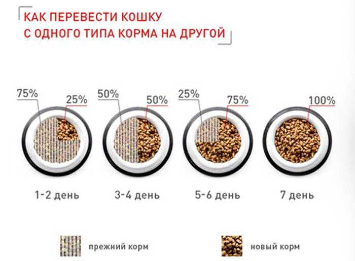 Как перевести собаку на сухой корм