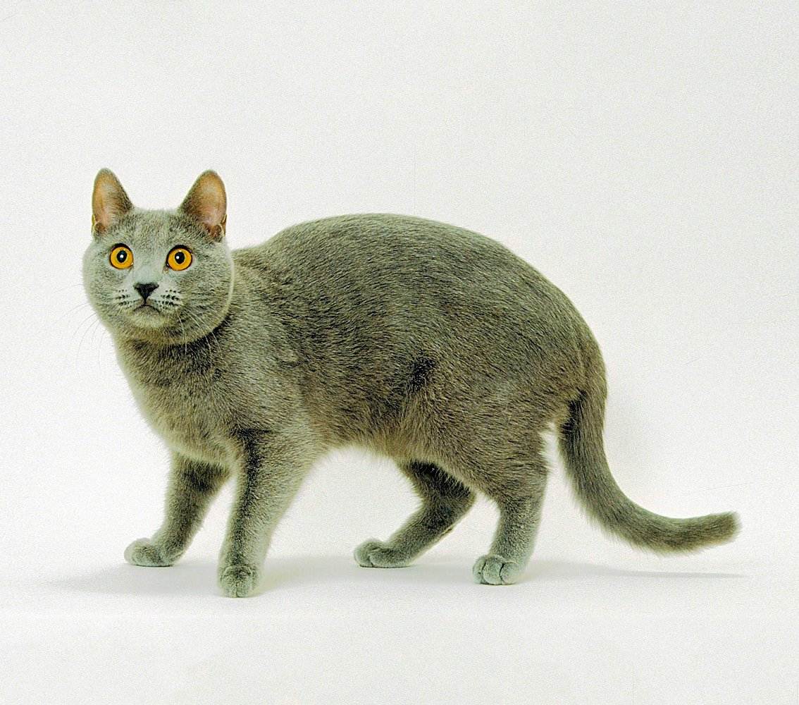 Картезианская кошка, порода шартрез - характер, сколько стоит, уход за картезианской кошкой