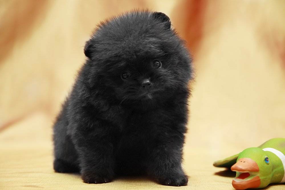 Черный померанский шпиц: фото собак, варианты окраса, черты характера, особенности ухода и как выбрать будущего питомца