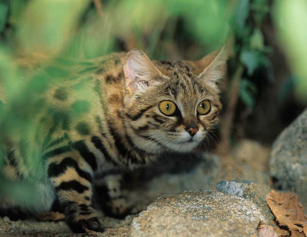 Черноногая кошка (африканская): описание и ареал обитания в диких условиях, повадки и содержание в неволе