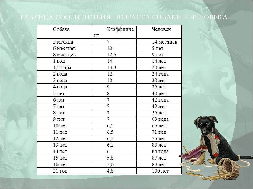 Как определить возраст собаки и сопоставить его с человеческим мерками, используя таблицу соответствия