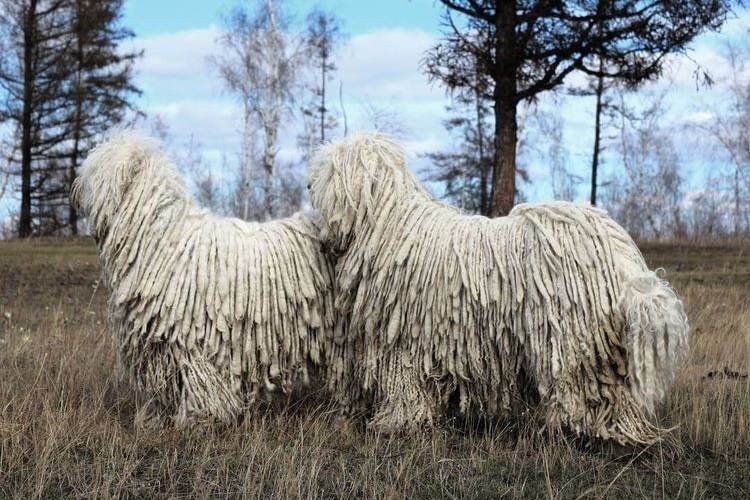 Комондор (венгерская овчарка): фото, описание породы, отзывы, уход, видео