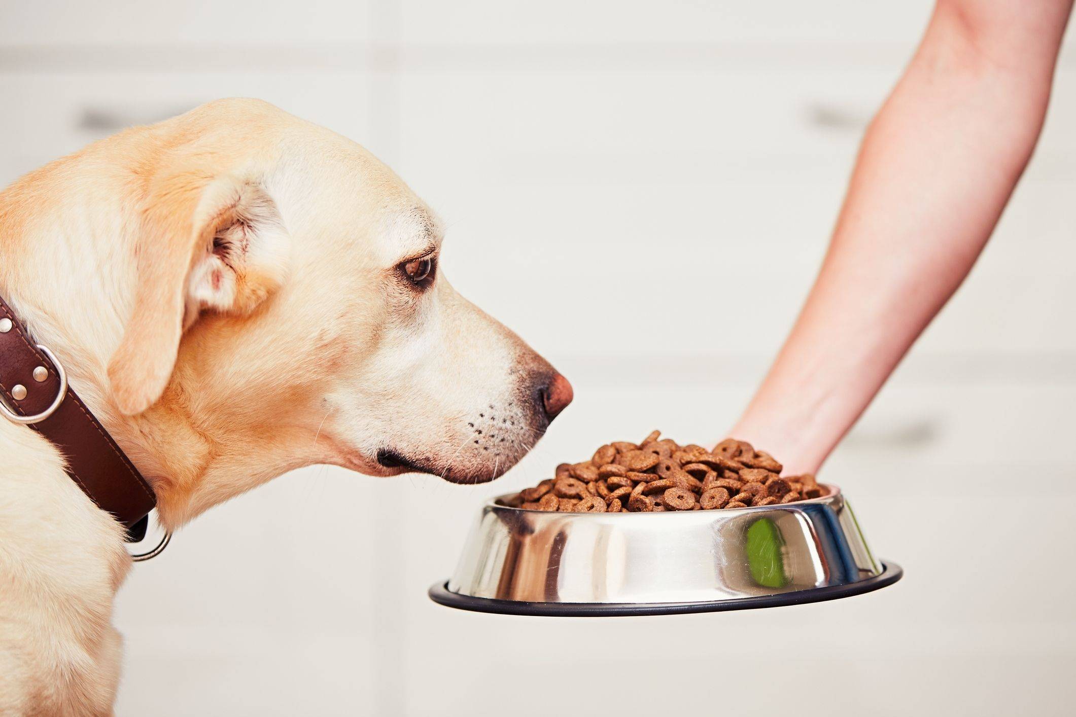 Как помочь собаке в жару: 12 простых способов;