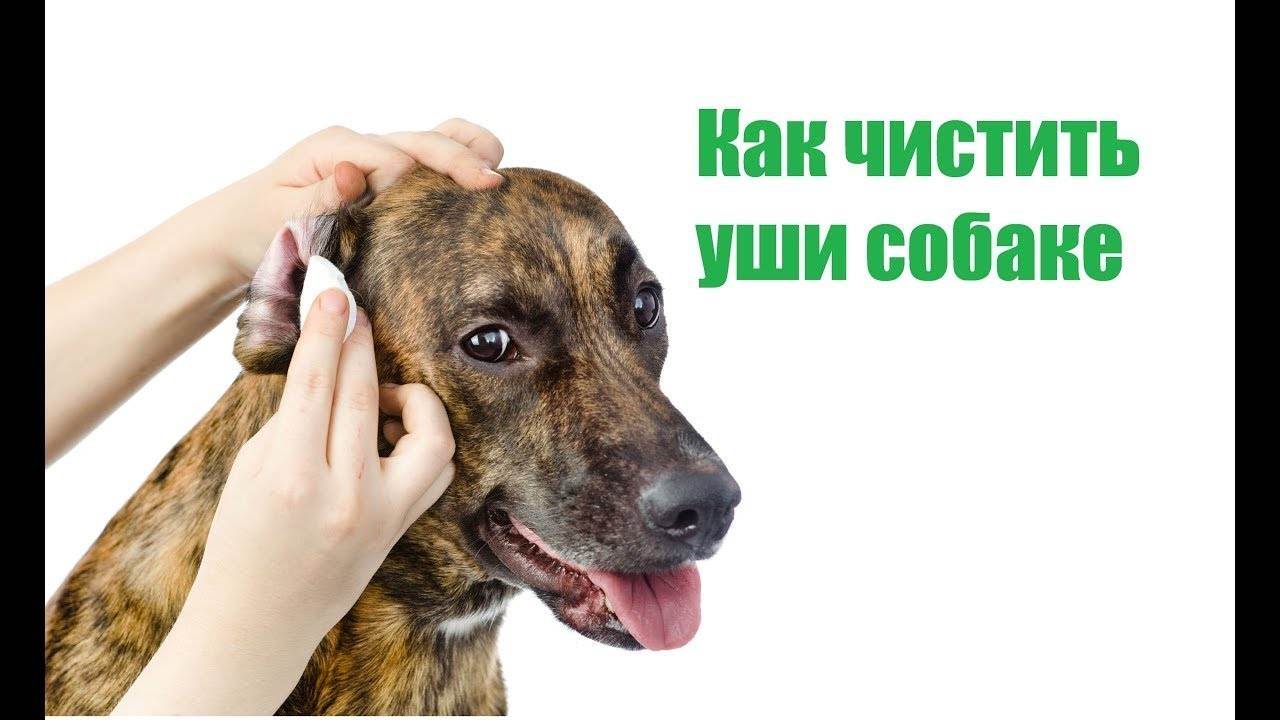 Как правильно чистить уши собаке: советы владельцам