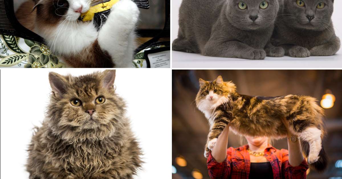 Описание невской маскарадной кошки с фото: окрасы, характер, особенности ухода за животным