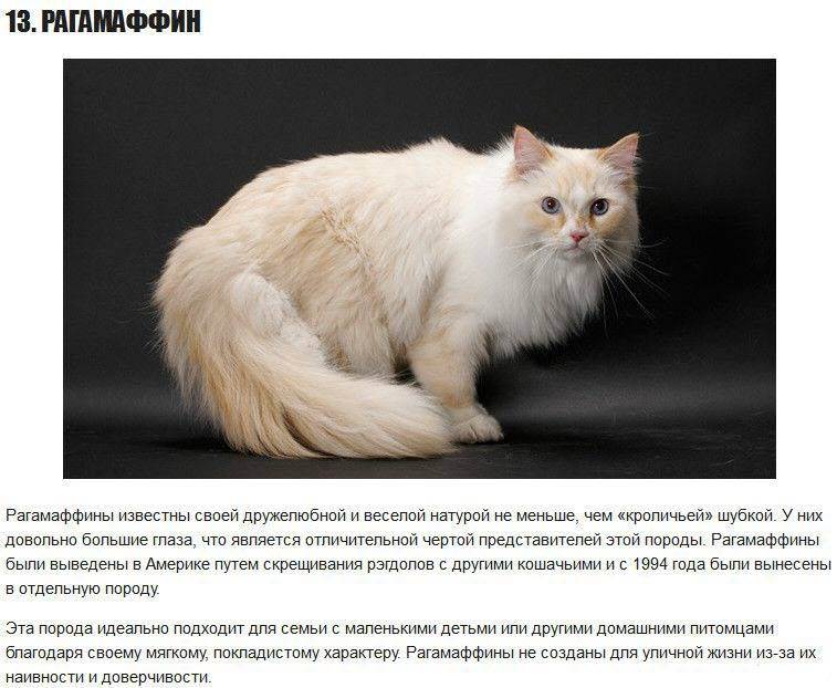 Порода кошек рагамаффин | кот и кошка