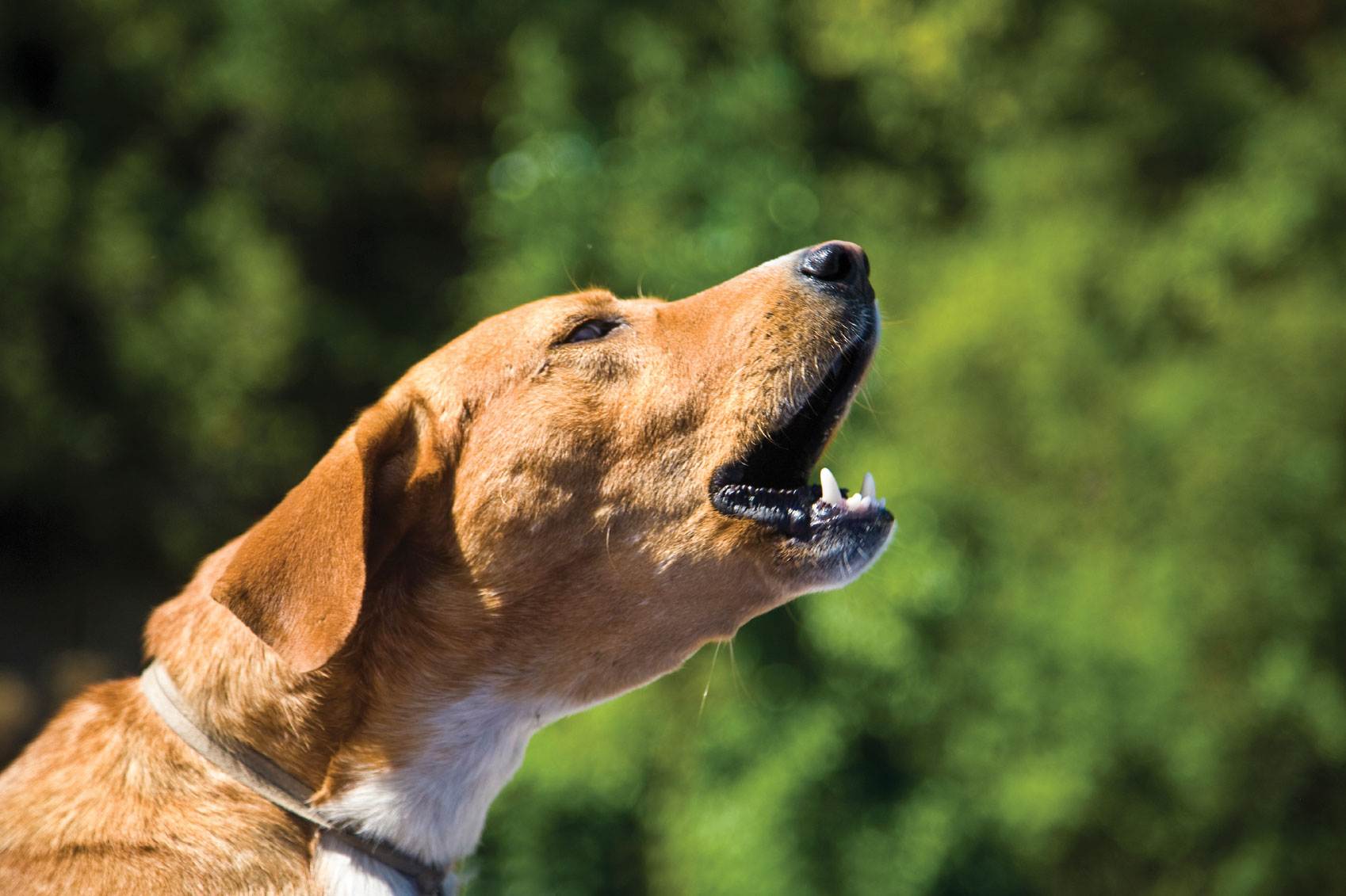 Как отучить собаку или щенка скулить: простые способы | ваши питомцы