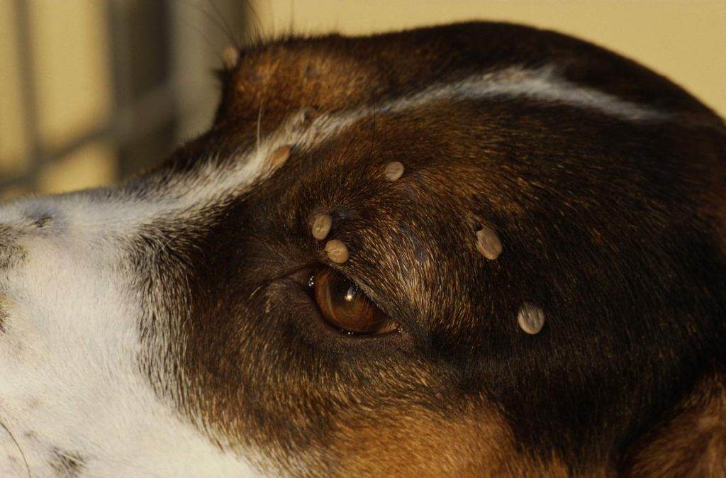 Последствия укуса клеща у собаки