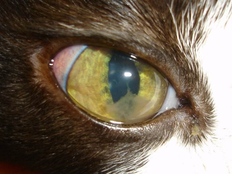 Кератит у кошек и котов: фото, симптомы и лечение