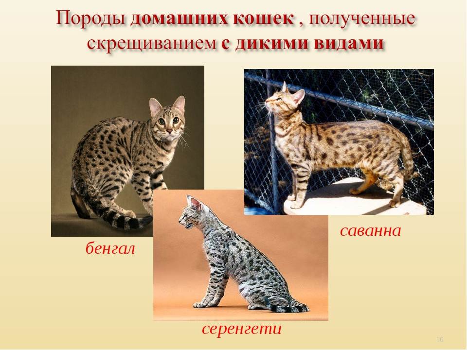 Серенгети: история выведения, стандарты породы, здоровье, уход