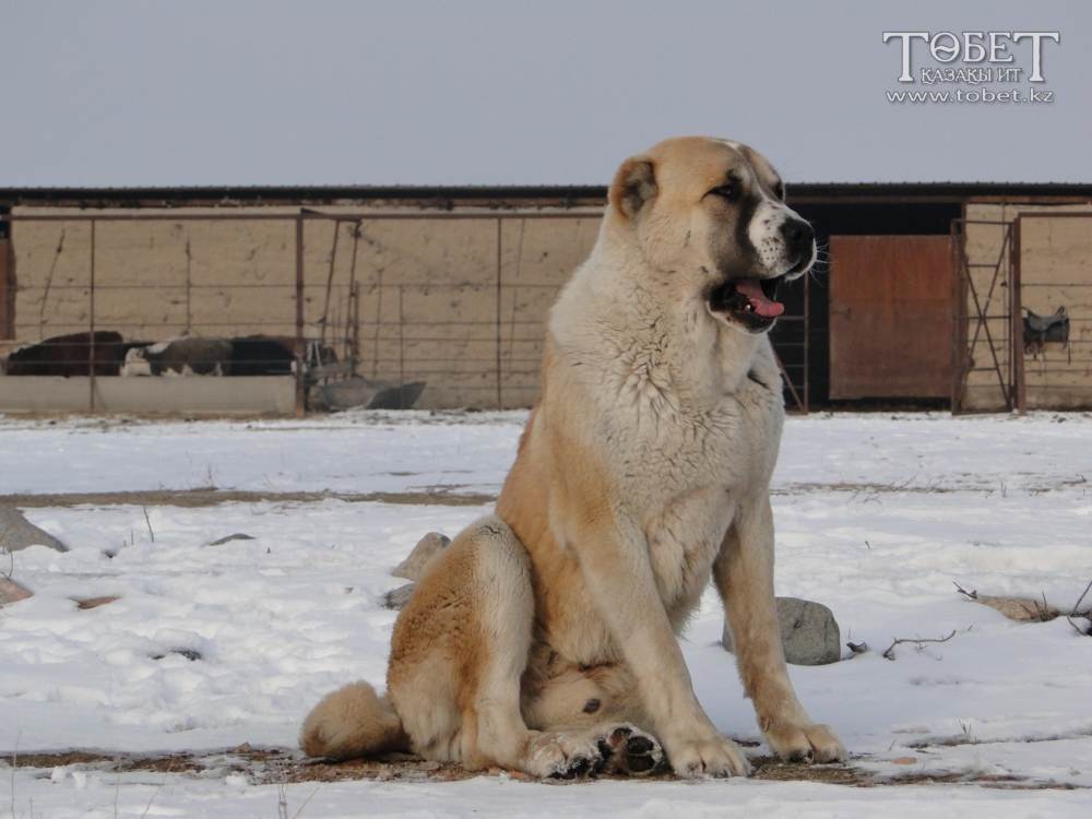 Тазы (казахская борзая) — фото и описание породы собак