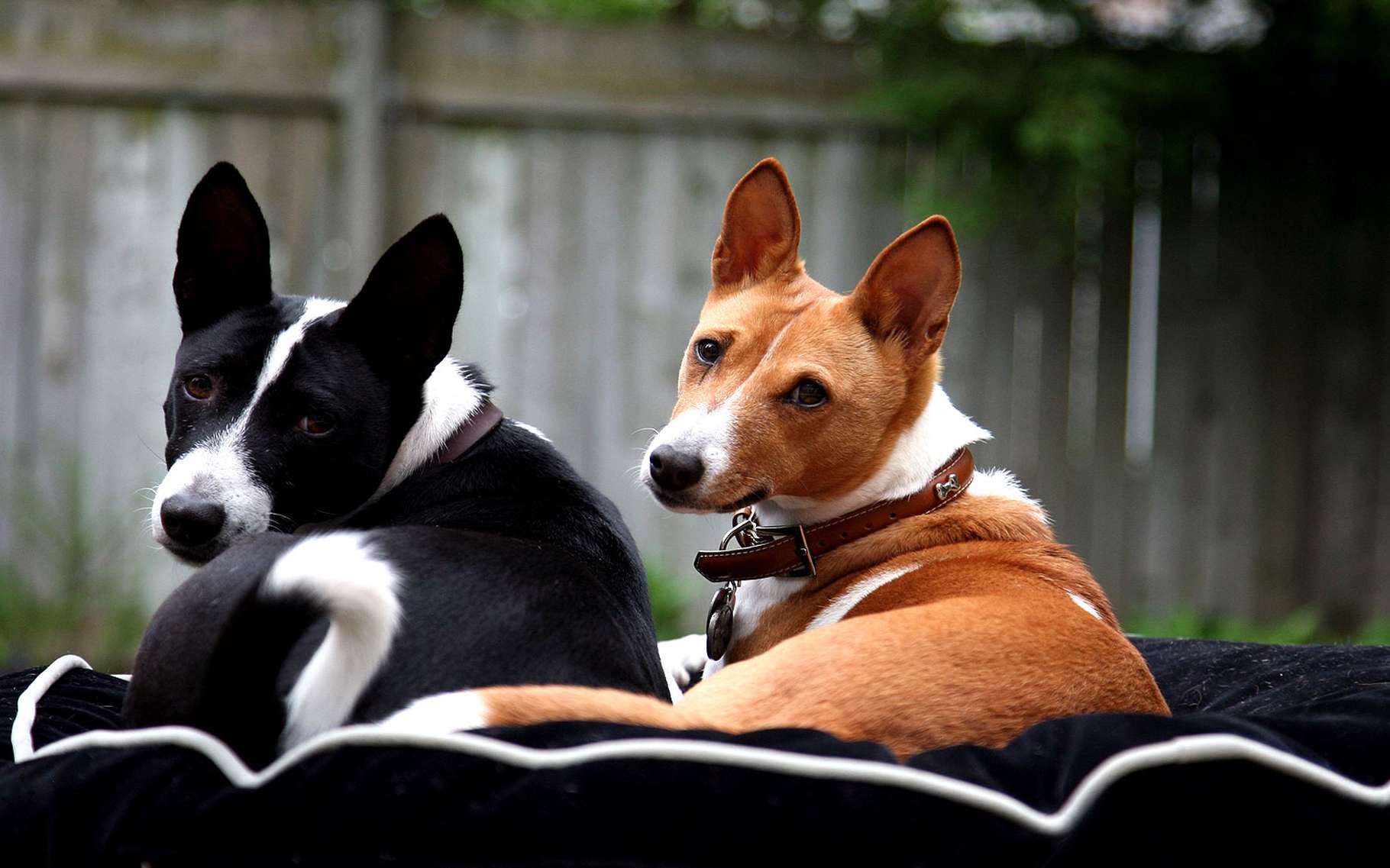 Собаки, которые не лают: топ-10 пород, которые не будут мешать соседям