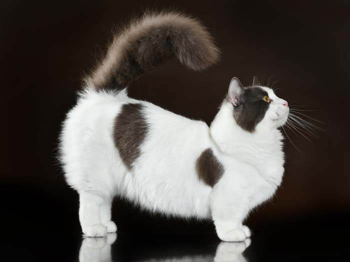 Кошки с короткими лапами. порода кошек манчкин - фото :: syl.ru