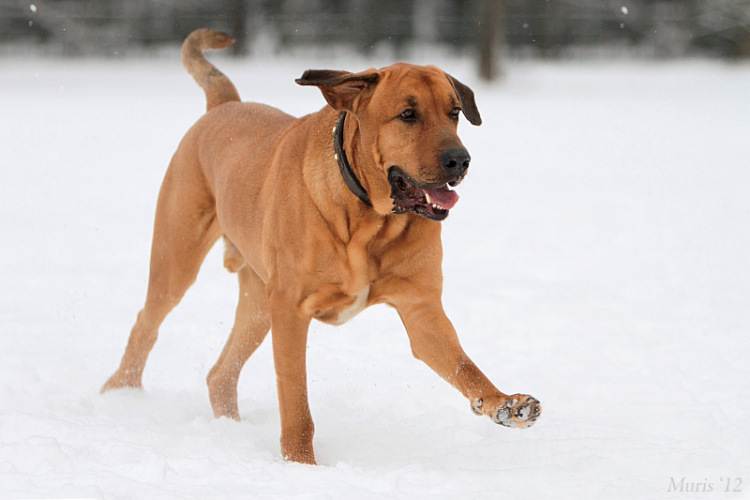 » датский брохольмер — королевская собака дании, вся информация о породе (фото, видео, описание)