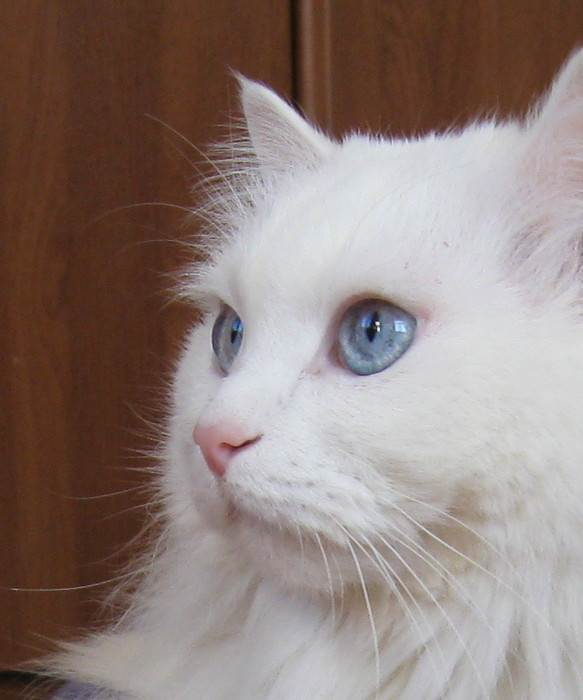 Почему белые и голубоглазые кошки глухие от рождения?