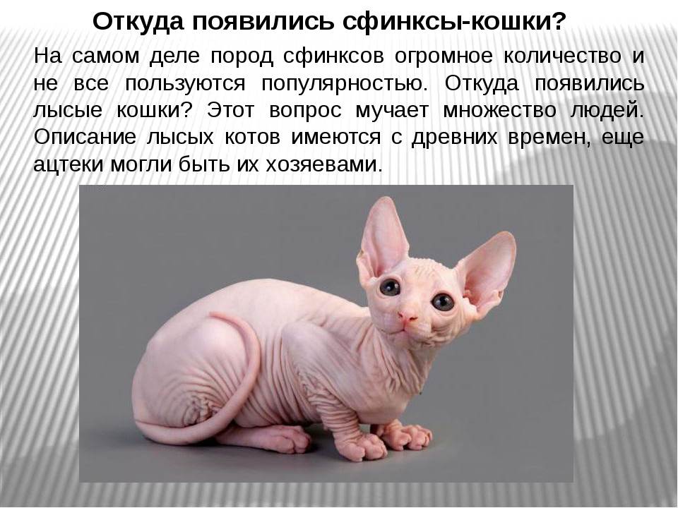 Версии о происхождении кошек