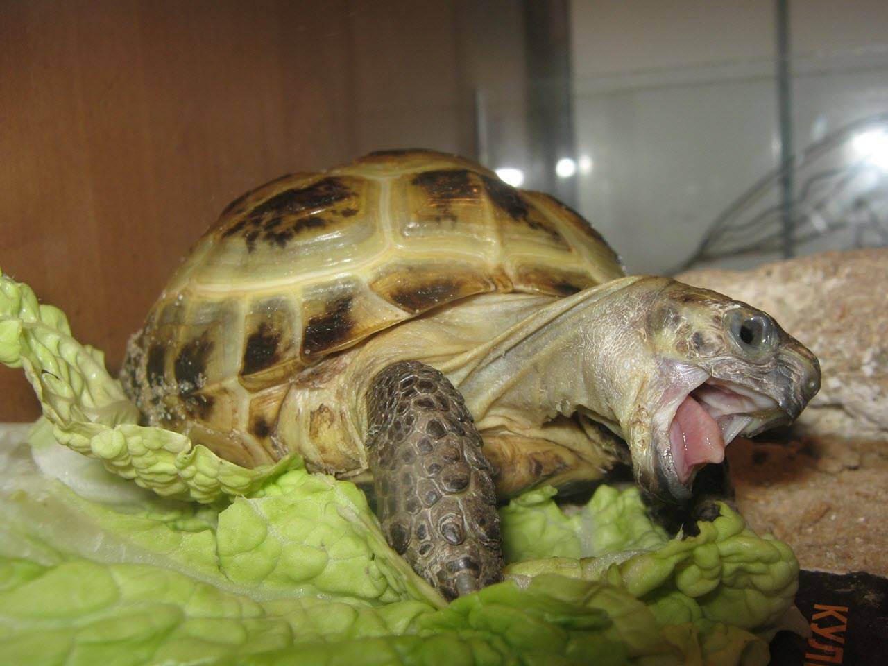 Среднеазиатские черепахи: уход и содержание в домашних условиях