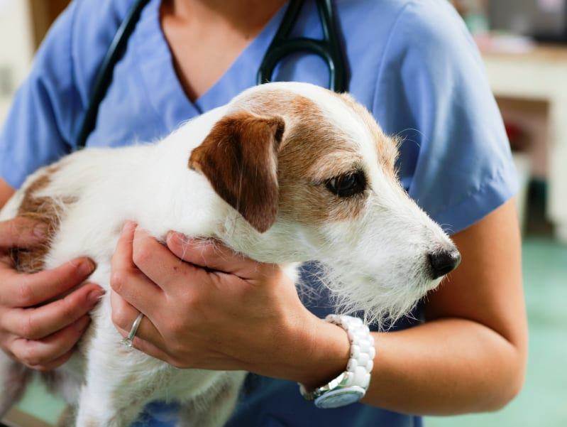 Учащенное дыхание у собак: норма или патология, диагностика, помощь псу