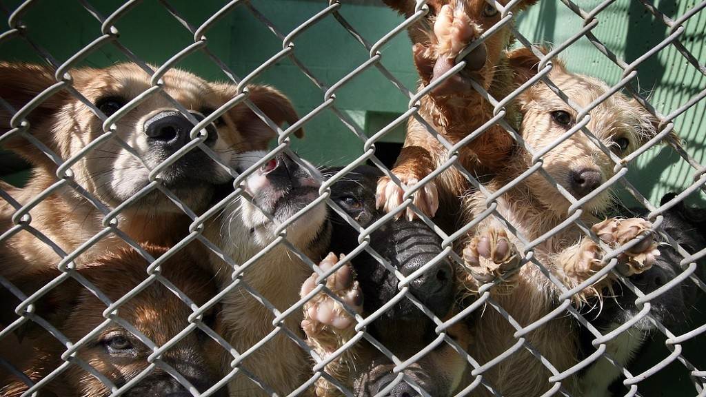 «они всё равно соберутся в стаи»: зоозащитники спорят, надо ли выпускать бродячих собак из приютов