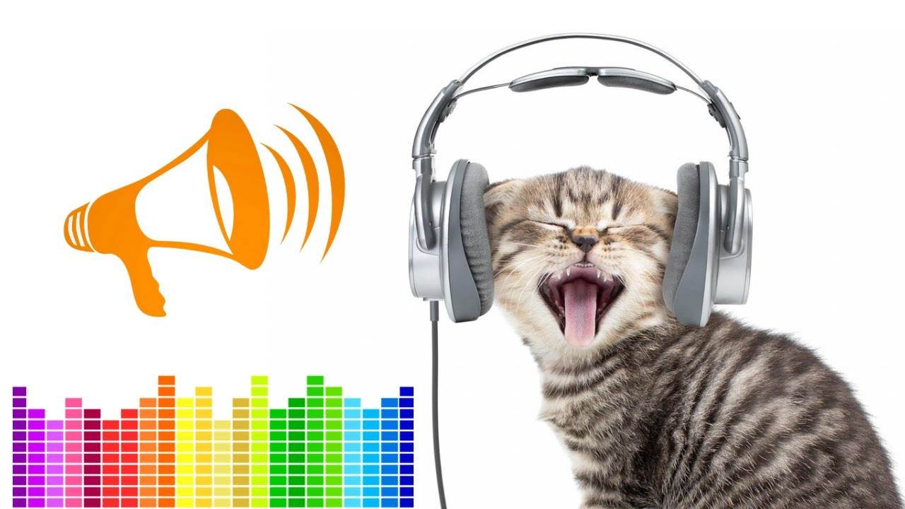 Ваша кошка издает странные звуки? проверьте, что они означают