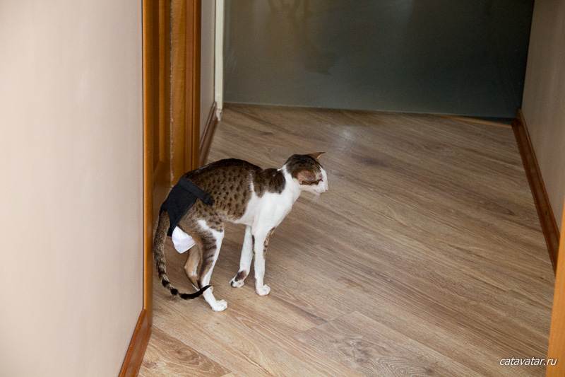 Как отучить кота метить территорию в доме | zoosecrets