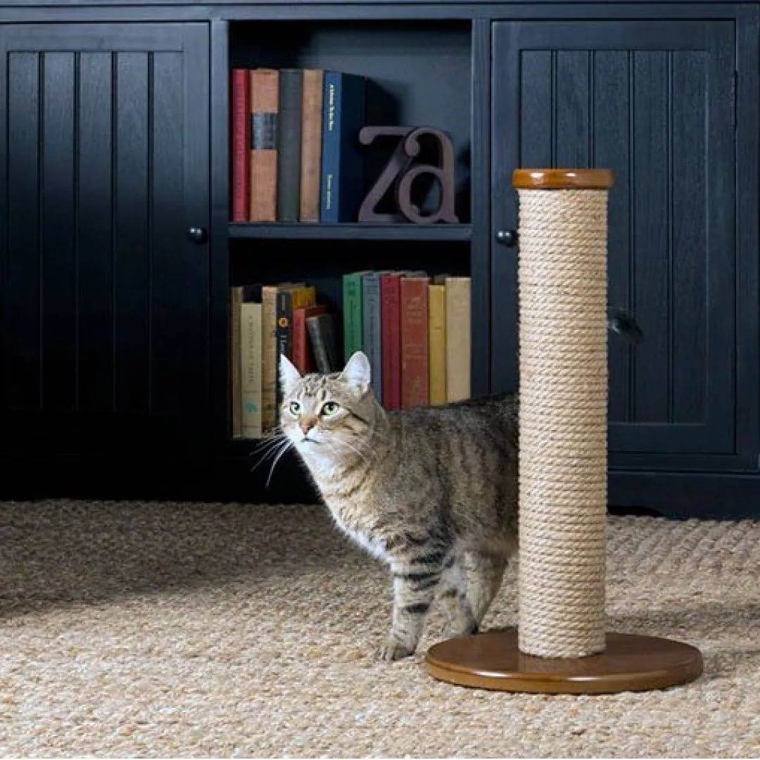 6 действенных способов отучить кота от вредной привычки точить когти о мебель