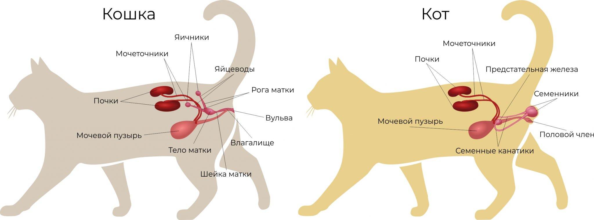 Уретростомия у котов: ход операции и последствияветлечебница рос-вет