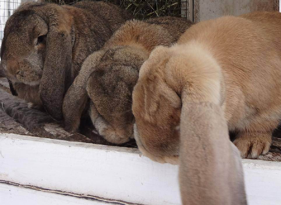 Кролик французский баран: характеристика и описание породы