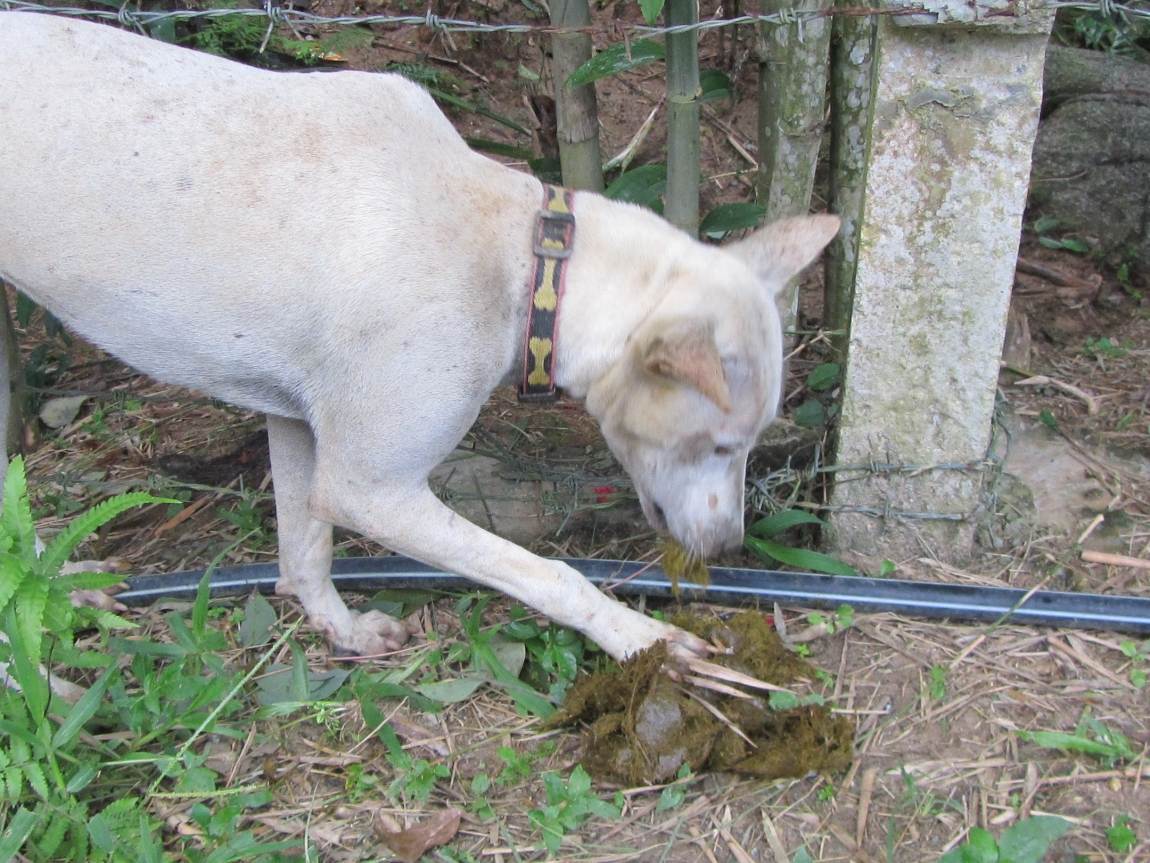 Собака ест кал: почему, чего не хватает, что делать | zoosecrets