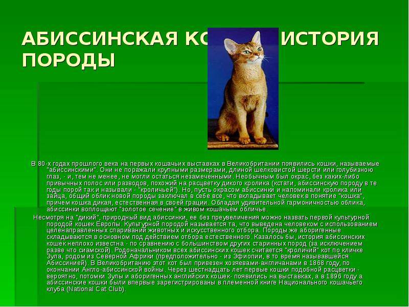 Абиссинская кошка: особенности породы | блог ветклиники "беланта"