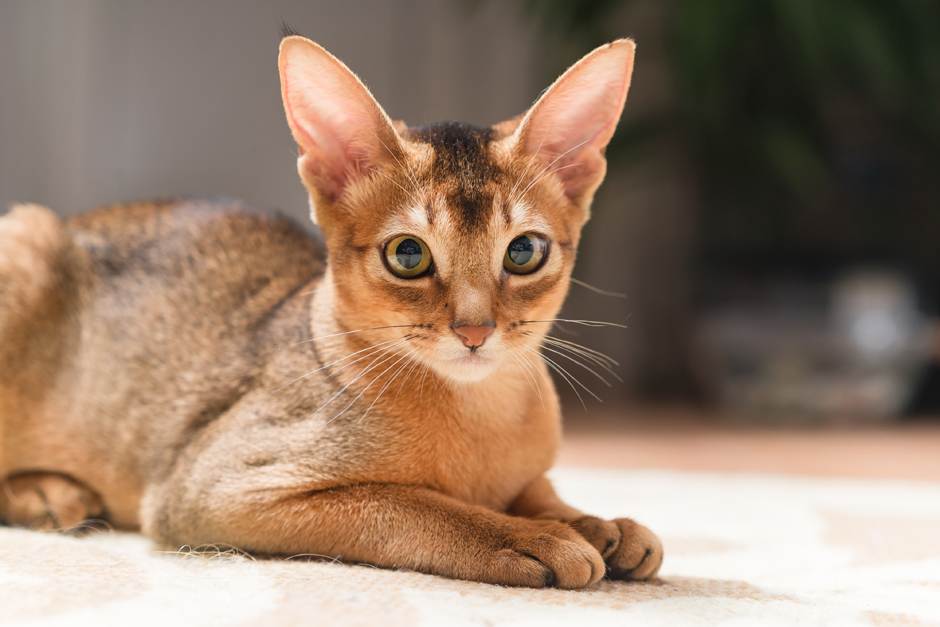 Топ 7 пород кошек с большими ушами