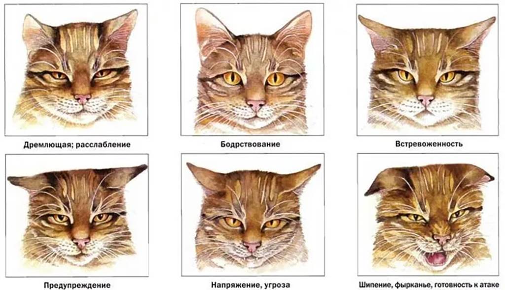 Характеры кошек: виды, темпераменты, примеры пород