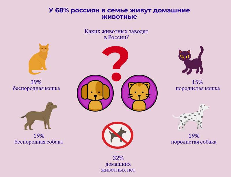 Сколько жизней у кошки – 9 или 7, правда ли это, почему так говорят?
