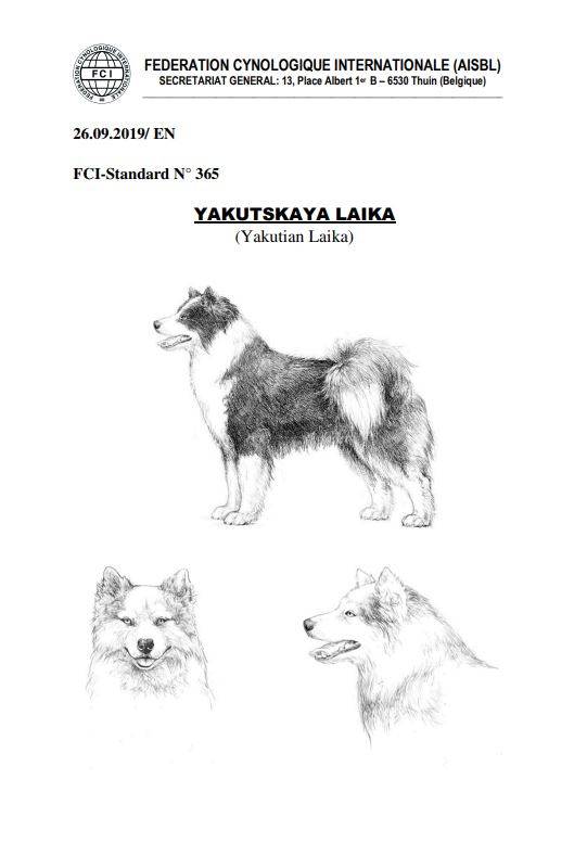 Подробный обзор якутских лаек: внешний вид, характер и содержание породы