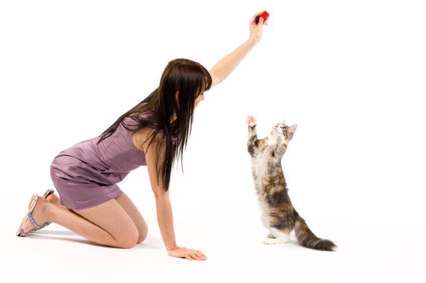 Дрессировка кошек: лучшие способы, техники и приемы по дрессировке кота, и котенка