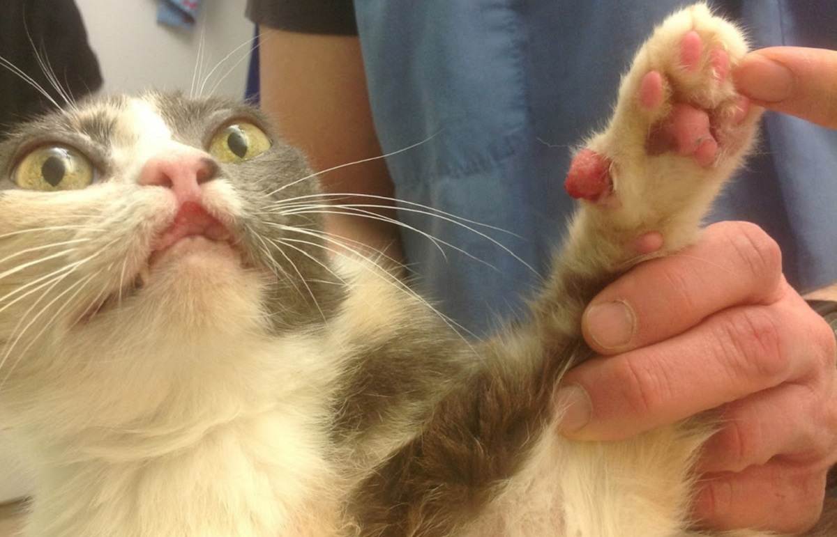 Почему возникает эозинофильная гранулема у кошек, ее лечение и профилактика