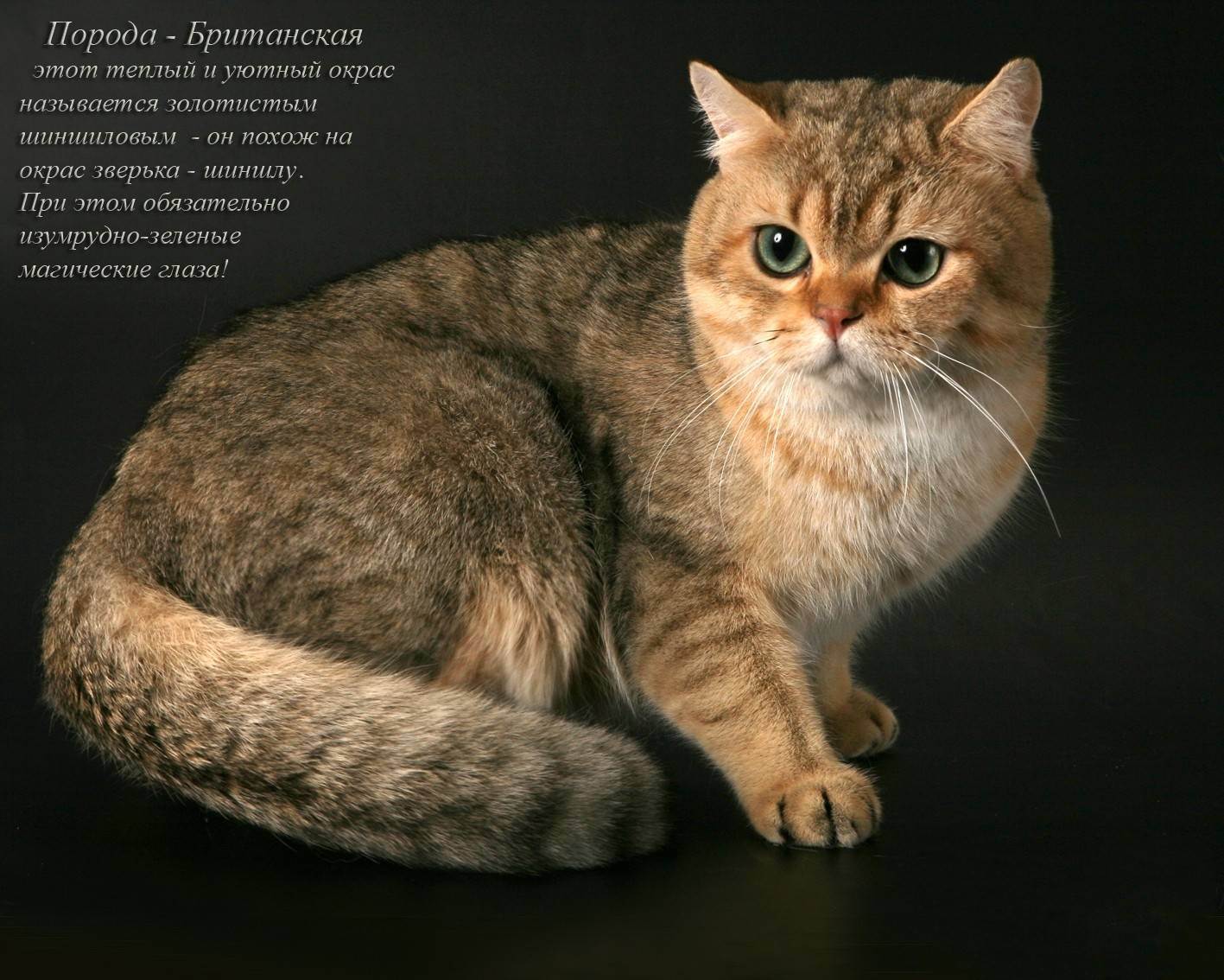 Фото самых красивых котов в мире: топ 10 пород
