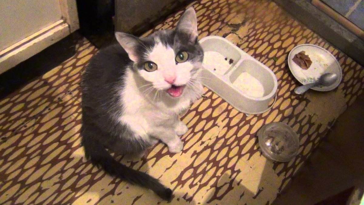Что делать, если кошка не ест: причины проблемы и что нужно делать
