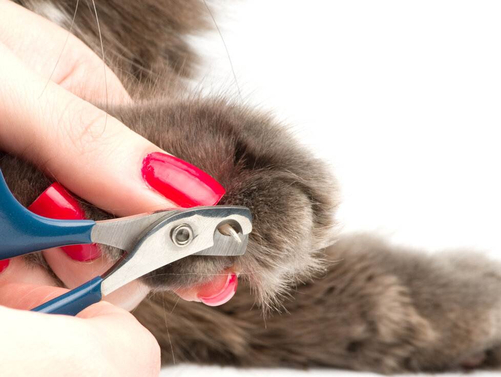 Как подстричь когти кошке - wikihow