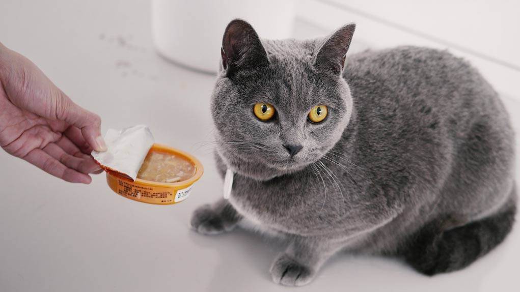 Как правильно кормить кастрированного кота?