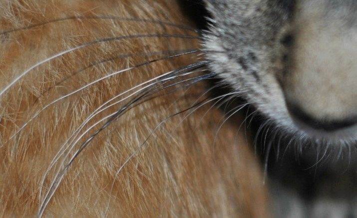 5 причин, почему у кота, кошки или котенка ломаются и выпадают усы