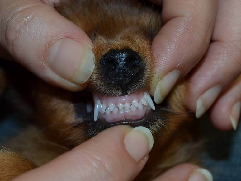 Смена молочных зубов у щенков: во сколько месяцев меняются, симптомы, схема смены