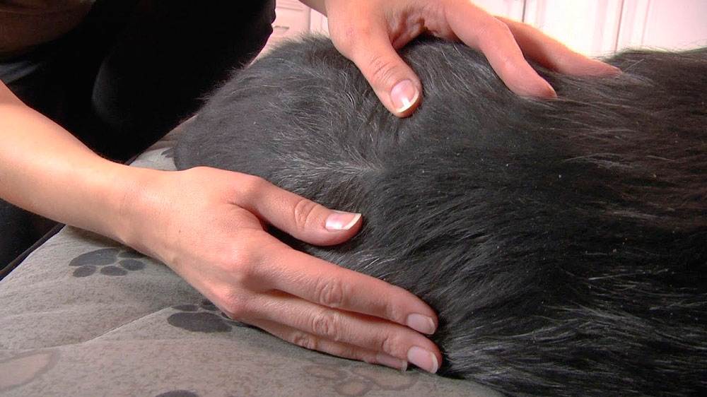 Причины появления у кошки на спине около хвоста и в других местах перхоти, лечение животного