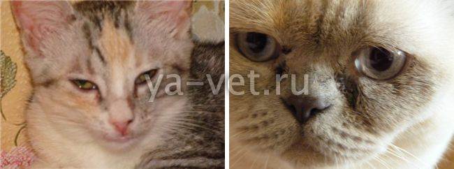Симптомы и лечение микоплазмоза у кошек | муркоша