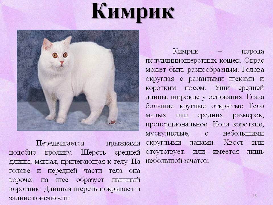 Породы кошек характеристики. Порода Кимрик. Котята породы Кимрик. Кошка Кимрик характеристики. Кимрик белый.
