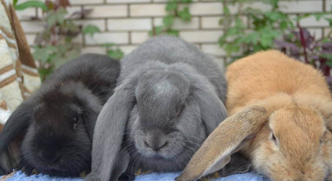 Чем кормить кролика французского барана: виды пищи и противопоказания