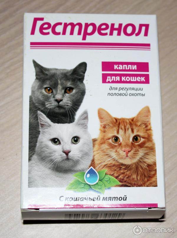 Каниквантел для кошек от глистов: инструкция по применению, дозировки и преимущества препарата