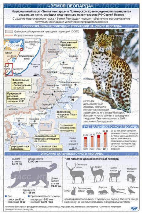 Леопард животное. образ жизни и среда обитания леопарда